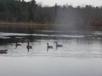 Canada geese in partially ice-covered main pond (Jan 2019)