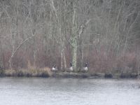 Canada geese on a main pond island (Jan 2019)