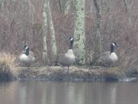 Canada geese on a main pond island (Jan 2019)