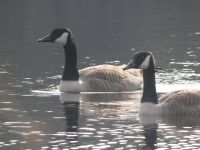 Canada geese in main pond (Jan 2018)