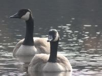 Canada geese in main pond (Jan 2018)