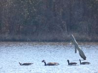 Canada geese in main pond (Feb 2019)