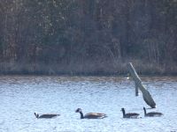 Canada geese in main pond, Unexpected Wildlife Refuge photo