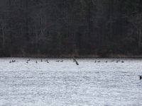 Canada geese in main pond (Jan 2020)