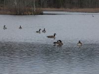 Canada geese in main pond (Mar 2020)