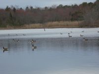 Canada geese in main pond (Mar 2020)