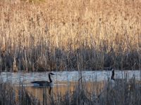 Canada geese in Miller Pond (Feb 2019)