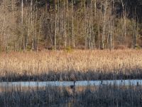 Canada geese in Miller Pond (Feb 2019)