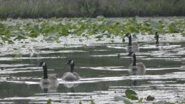 Canada geese in stream running through lilies in main pond (May 2019)