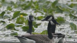 Canada geese in stream running through lilies in main pond (May 2019)