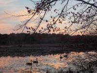 Canada geese on main pond at sunset, Unexpected Wildlife Refuge photo