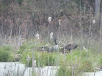 Canada geese, family with babies and nest, edge of Miller Pond (Apr 2020)