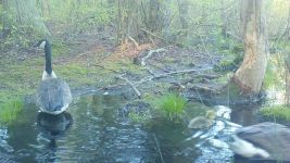 Canada goose family series on 7th near Wild Goose Blind, 2, trail camera photos (May 2020)