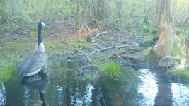 Canada goose family series on 7th near Wild Goose Blind, 3, trail camera photos (May 2020)