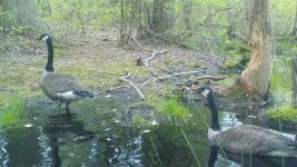Canada goose family series on 11th near Wild Goose Blind, 5, trail camera photos (May 2020)