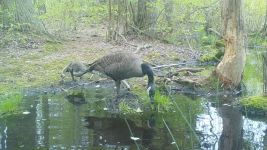 Canada goose family series on 11th near Wild Goose Blind, 6, trail camera photos (May 2020)