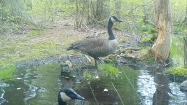Canada goose family series on 11th near Wild Goose Blind, 7, trail camera photos (May 2020)