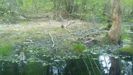 Canada goose family series on 20th near Wild Goose Blind, 2, trail camera photos (May 2020)