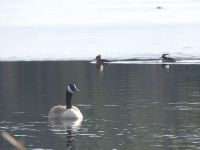 Canada goose and hooded merganser couple on main pond (Jan 2018)
