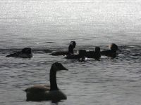 Canada goose and hooded mergansers at sunset in main pond (Feb 2018)