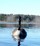 Canada goose on main pond, by trail cameraUnexpected Wildlife Refuge photo