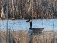 Canada goose in Miller Pond (Feb 2019)