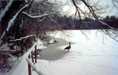 Canada goose standing on frozen, snow-covered main pond (Nov 2009)