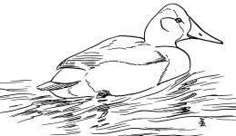 Sketch of canvasback duck by Edmund J Sawyer