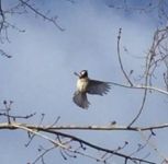 Carolina chickadee on way to landing on branch (Feb 2017)