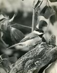 Carolina chickadee on log, photo by Al Francesconi (1967)