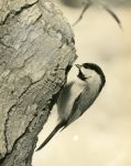 Carolina chickadee on log, photo by Al Francesconi (1967)