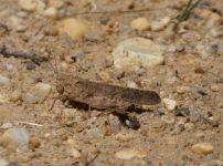 Carolina grasshopper, light brown phase, near Headquarters (Jul 2020)