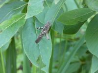 Carolina grasshopper, gray phase, near Headquarters (Jul 2020)