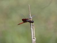 Carolina saddlebags dragonfly at Miller Pond (Jul 2020)
