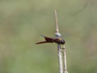 Carolina saddlebags dragonfly at Miller Pond (Jul 2020)