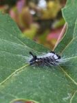 Black and white caterpillar, Unexpected Wildlife Refuge photo