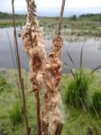 Cattail at Miller Pond (May 2019)