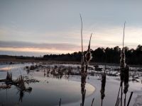 Cattails at sunset in a partially ice-covered Miller Pond with Canada geese flying overhead (Feb 2019)