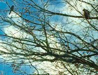 Cedar waxwing and red-tailed hawk sitting near each other in tree (Dec 2016)