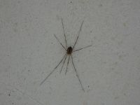 Cellar spider at Miller House (May 2020)