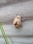 Cicada, shed exoskeleton at cabin (May 2019)