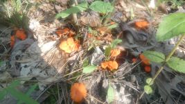 Cinnabar red chanterelle mushroom near main pond (Jun 2019)
