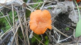 Cinnabar red chanterelle mushroom near main pond (Jun 2019)