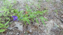 Clasping Venus' looking-glass at Miller Pond (Jun 2019)