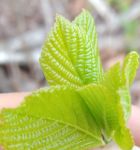 Coastal sweetpepperbush near cabin (Apr 2019)