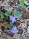 Common blue violet, Unexpected Wildlife Refuge photo