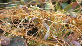 Common dodder at main pond (Jul 2019)