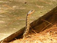 Common garter snake 03 (Jul 2018)