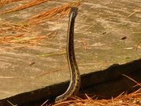 Common garter snake 05 (Jul 2018)