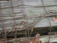 Common garter snake 'hiding' in old fencing near Headquarters (Jun 2020)